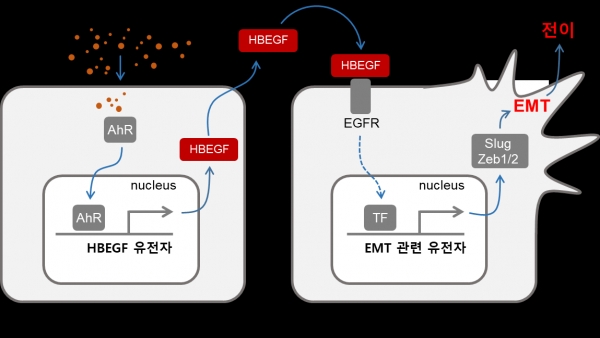 미세먼지에 의한 암세포의 전이 증가 과정에 대한 모식도. 미세먼지에 의해 활성화된 대식세포의 AhR은 핵으로 이동하여 HBEGF의 발현을 유도하고 증가된 HBEGF는 대식세포 밖으로 분비된다. 분비된 HBEGF에 의해 암세포의 EGFR이 자극을 받아 EMT가 유도되고 암의 전이가 증가한다. 출처 : 한국생명공학연구원