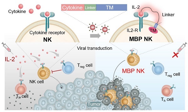 MBP NK의 모식도. NK세포의 세포막에 사이토카인을 부착, 다른 면역세포에 영향을 줄 수 있는 사이토카인 외부 주입이 없이도 자가활성이 가능하도록 함. 출처 : DGIST