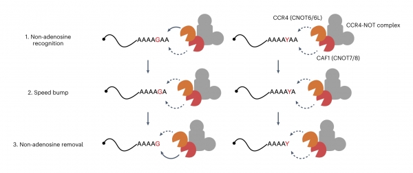 mRNA 혼합 꼬리에 관한 새로운 분해 기전 모식도.탈아데닐 복합체(CCR4-NOT)의 CCR4 단백질과 CAF1 단백질은 탈아데닐화 효소임. (1) CAF1 단백질이 혼합 꼬리의 ‘과속 방지턱’을 사전 미리 인지하여 탈아데닐화 속도를 줄이고, (2) 단일핵산 탈아데닐 이후 CCR4 단백질도 속도를 줄인다. (3) 최종적으로, CAF1 단백질이 비아데닌 염기를 분해하면서 탈아데닐화를 재개한다. ‘과속 방지턱’ 역할을 하는 비 아데닌 염기로는 구아닌(G)과 유라실/사이토신(Y)이 있음. 출처 : IBS