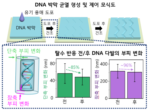 DNA 박막 위 균열 형성 및 제어 메커니즘 모식도. 출처 : KAIST
